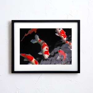 【アートポスター】写真 日本 風景景色 鯉 錦鯉 carp photo japan A4サイズ 額縁付