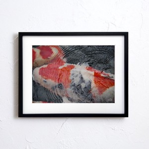 【アートポスター】写真 日本 風景景色 鯉 錦鯉 carp photo japan A4サイズ 額縁付