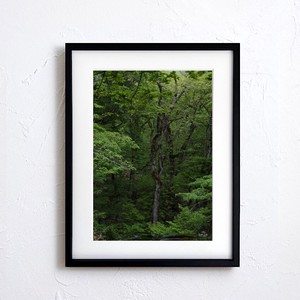 【アートポスター】写真 日本 風景景色 自然 森 樹 Nature photo japan A4サイズ 額縁付