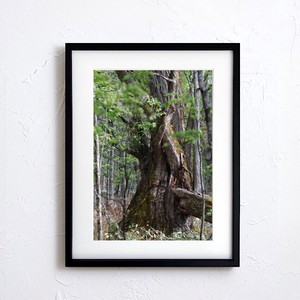 【アートポスター】写真 日本 風景景色 自然 森 樹 大木 Nature forest photo japan A4サイズ 額縁付