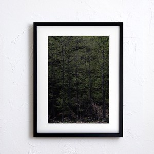 【アートポスター】写真 日本 風景景色 自然 森 樹 Nature photo japan A4サイズ 額縁付