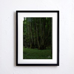 【アートポスター】写真 日本 風景景色 自然 森 樹 forest nature photo japan A4サイズ 額縁付
