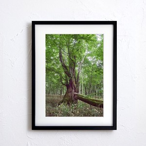 【アートポスター】写真 日本 風景景色 自然 森 樹 大木 forest nature photo japan A4サイズ 額縁付