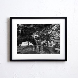 【アートポスター】写真 日本 風景景色 自然 樹 木 ご神木 モノトーン Nature photo japan A4サイズ 額縁付
