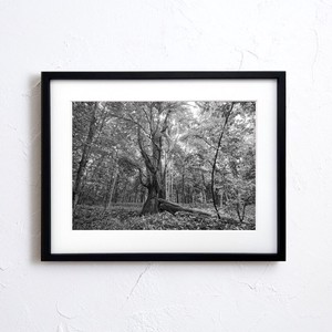 【アートポスター】写真 日本 風景景色 自然 樹 大木 モノトーン Nature photo japan A4サイズ 額縁付