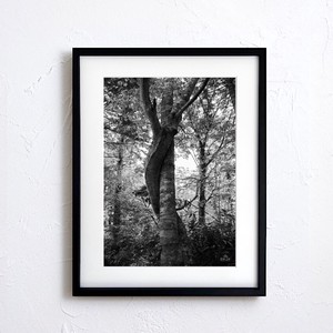【アートポスター】写真 日本 風景景色 自然 樹 大木 モノトーン Nature photo japan A4サイズ 額縁付