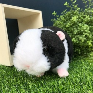 モルモット　ブラック　ぬいぐるみ　ファーム