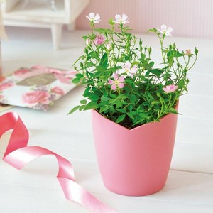 ひとえの可憐な花咲くミニバラ 栽培セット 薔薇 GD-991