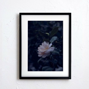 海报 花 日本