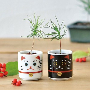 お芽でたおちょこ 招き猫 盆栽 赤松 黒松 栽培セット GD-914