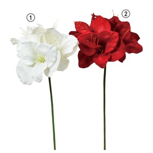 アマリリスX4