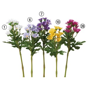 小菊