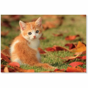 Postcard Cat
