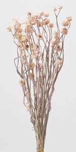 【ドライフラワー】アンモビュームヤク15g
