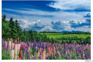 ジグソーパズル 1000ピース 風景 初夏の風通る上富良野(北海道) 10-1466