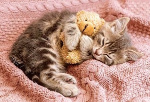 ジグソーパズル お昼寝にゃんこ ペット 猫 かわいい
