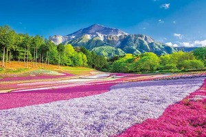 ジグソーパズル 春のじゅうたん羊山公園 日本風景 芝桜