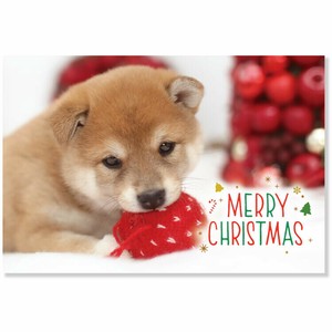 Postcard Christmas Shiba Dog