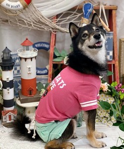 NCおやつなしなんてーT（犬服）