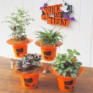【SAEL品！観葉植物】ハロウィンオレンジポット
