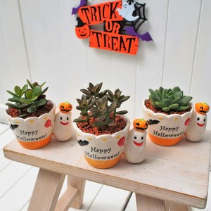 【SALE！　多肉植物】サキュレンツインゴースト