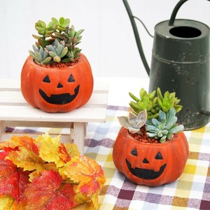 【多肉植物・ハロウィン】ﾊﾞｯﾄﾞﾊﾟﾝﾌﾟｷﾝM