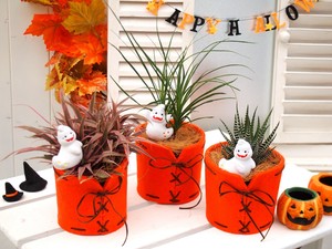 【観葉植物・多肉植物　ハロウィン】モンスタープランツS