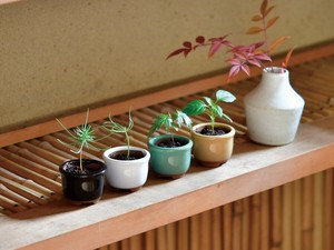 2025.2月【聖新陶芸】HACO　MAME　盆栽栽培セット
