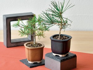 欠品中【聖新陶芸】The　BONSAI　栽培セット 8/1出荷分より価格変更