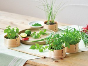 【聖新陶芸】WAPPA　和っ葉