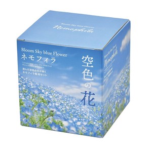 【聖新陶芸】空色の花　ネモフィラ栽培セット
