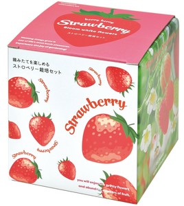 【聖新陶芸】摘みたてイチゴ栽培セット