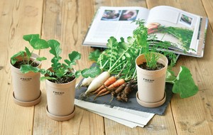 【聖新陶芸】おうちで根菜栽培セット