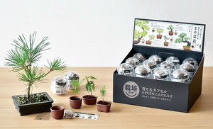 欠品【聖新陶芸】育てるカプセル　まめ盆栽　　4種アソート