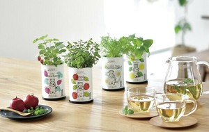 【聖新陶芸】育てるフレーバー 【価格変更】