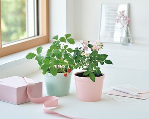【聖新陶芸】サンクスガーデン