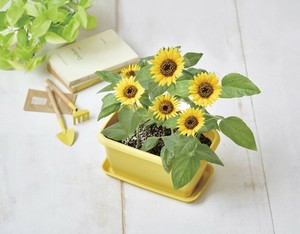 【聖新陶芸】エンジョイプランター　フラワー　　ミニヒマワリ