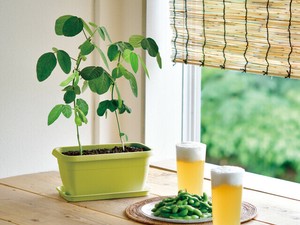 【聖新陶芸】エンジョイプランター　ベジ　　えだまめ