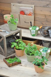 【聖新陶芸】エコット（S）