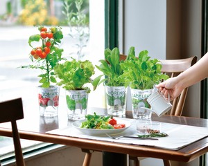 【聖新陶芸】フレッシュフィール