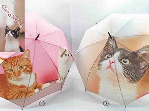 Umbrella Cat
