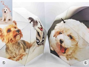 Umbrella Dog