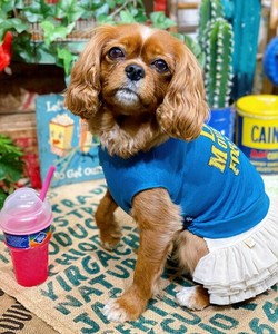 N前へ進もう☆T（犬服）
