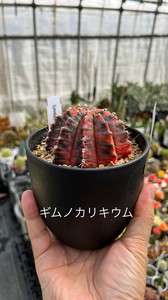 【サボテン・希少品種】【ビザールプランツ】　ギムノカリキュウム4号ポット苗
