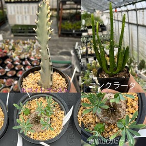 希少品　ビザールプランツ　ユーフォルビア　峨眉山　ホワイトゴースト　コンクラータ　2.5号〜3号ポット苗