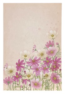 秋・はがき4枚1ｾｯﾄ 　秋桜 　A18-002447
