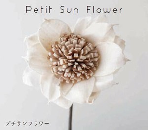 Sola Flower Stem Petit Collection プチコレクション Petit Sun Flower プチサンフラワー
