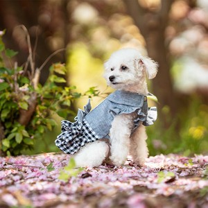 犬用服装 裙子 秋