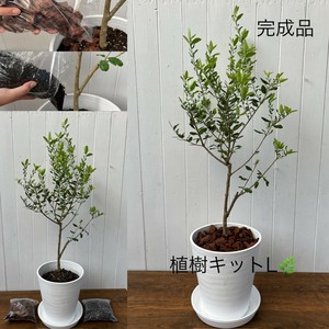 【婚礼の記念品に大人気！】オリーブ植樹キットL