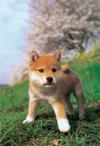 日本製 made in japan ジグソーパズル ぼく、しばいぬ！ 01-2071